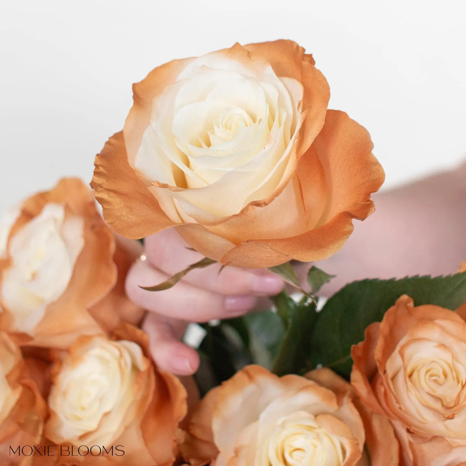 Cinnamon Edge Novelty Roses